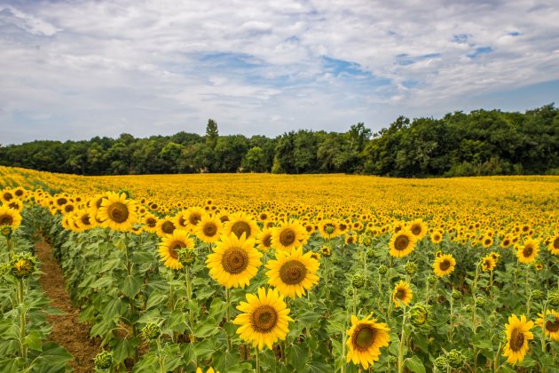 Zonnebloemen in de Gers