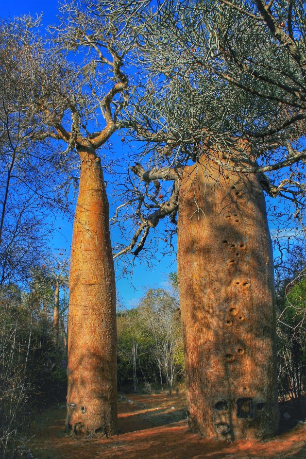 de baobab