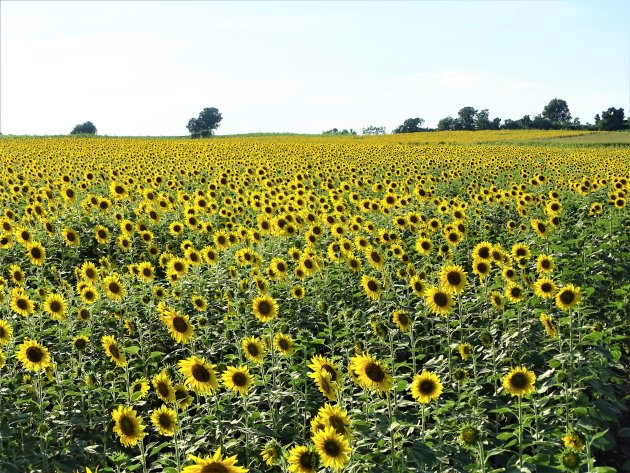 Zonnebloemen zo ver je kijken kunt.