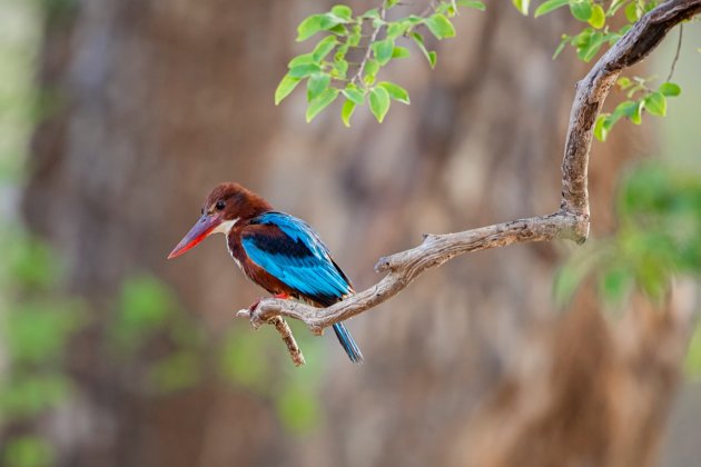 Witborst IJsvogel