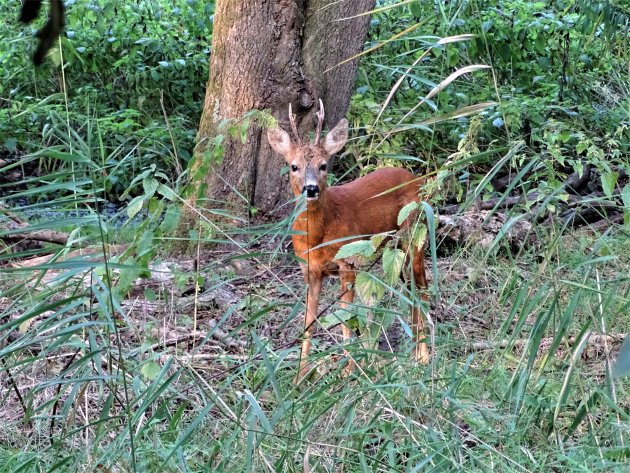 een ree in het park.