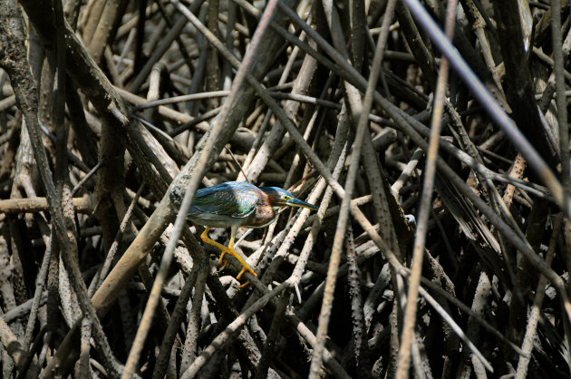 Laveren in het mangrovebos