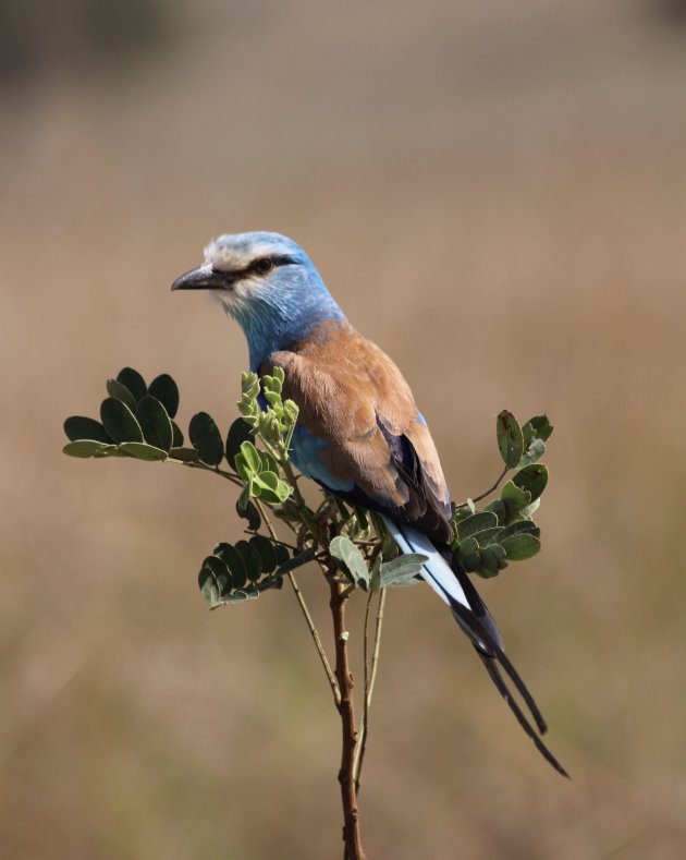 Abyssinian roller