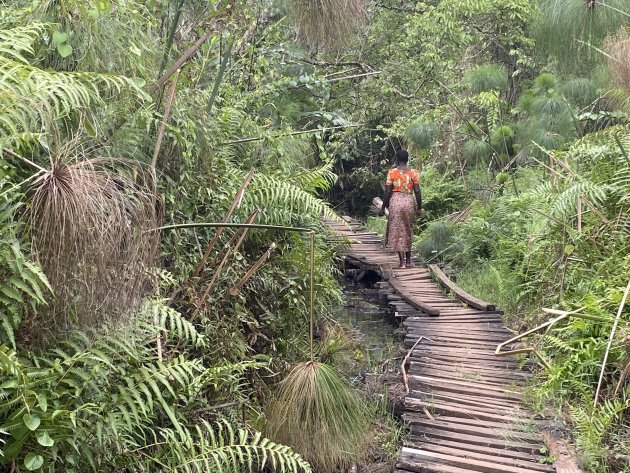 Swamp walk