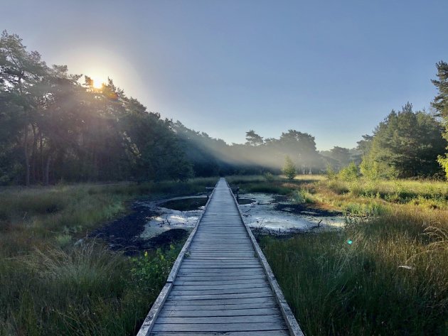 Ochtend in Maasduinen