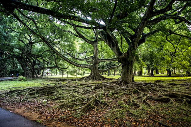 Banyan Ficus - Scary Trees