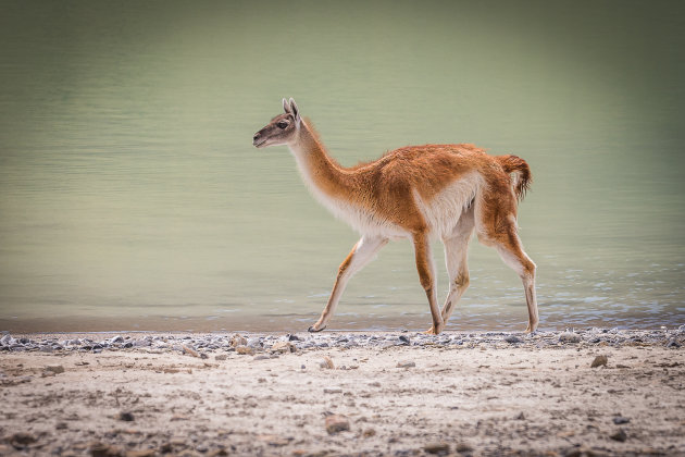 Guanaco