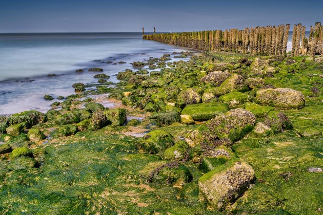 Veel zeewier in Westkapelle