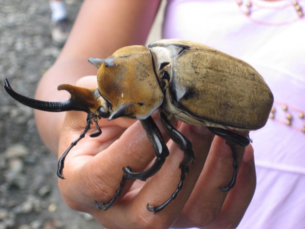 Hercules Beetle