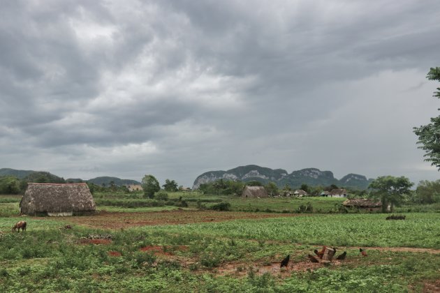 het rustige leven in Vinales