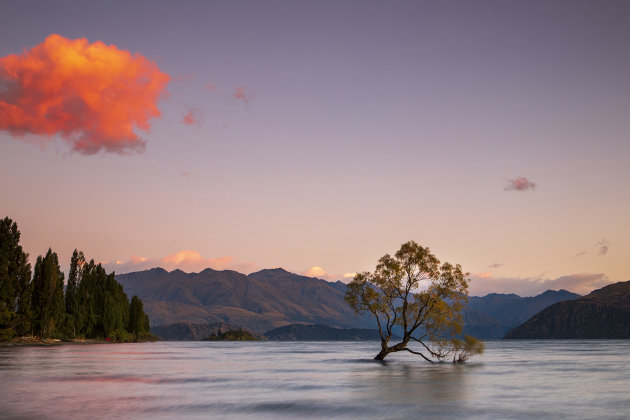 De beroemdste boom van Nieuw Zeeland