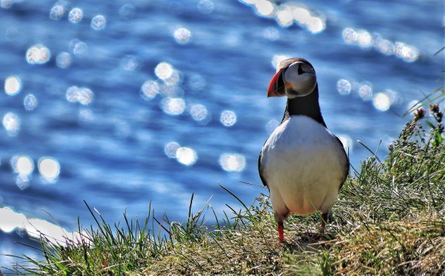 puffin of papegaaiduiker