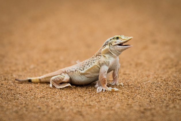 Anchietas  woestijnhagedis