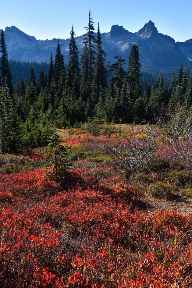 Mount Rainier NP in herfsttooi