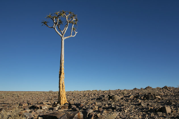 Namibië Fish River Canyon Kokerboom