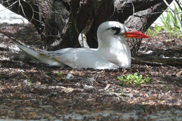 Roodstaartkeerkringvogel