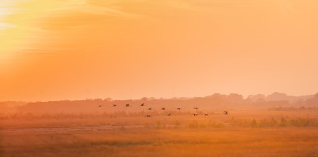 Rustplaats voor kraanvogels