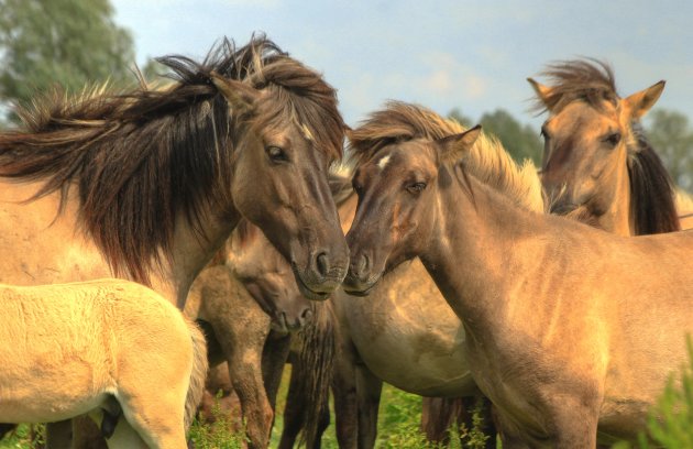 Wind door de manen