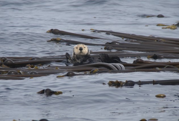 Zeeotter in het kelp