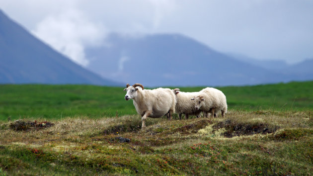 Schapenwandeling bij Myvatn