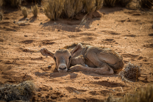 Pasgeboren oryx