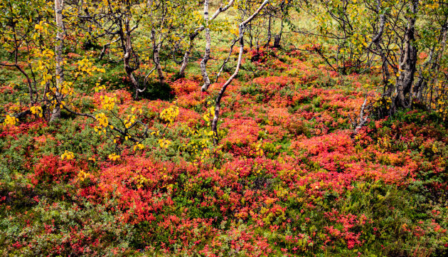 Herfst in Noorwegen