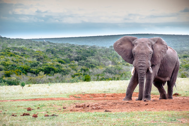 Olifant is waakzaam