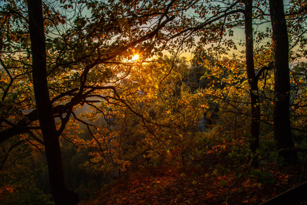 Een bos bij zonsopkomst