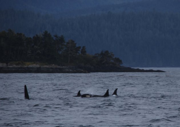 Orca's bij Telegraph Cove