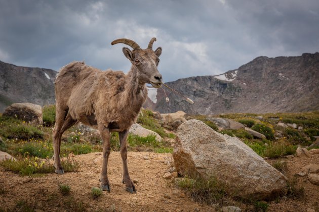 Dikhoornschaap in Mount Evans