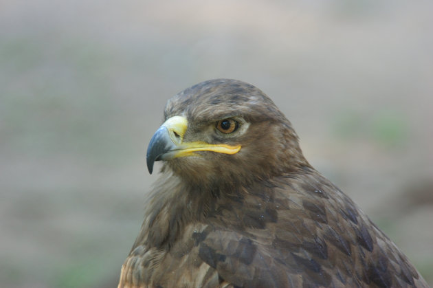 Tawny eagle