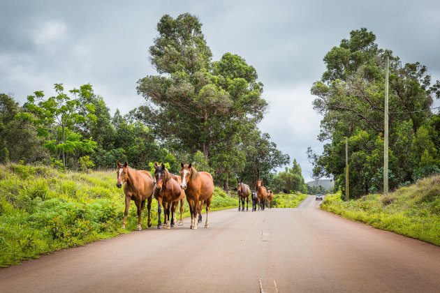 Opletten voor de wilde paarden