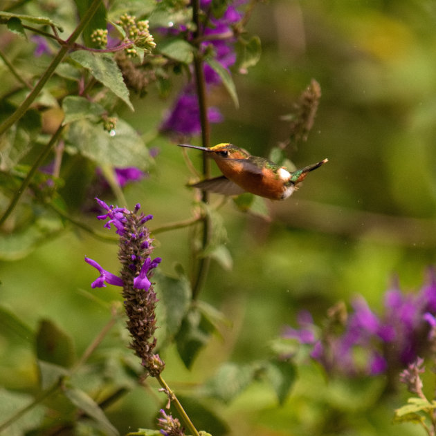 Nicaragua, flora en fauna