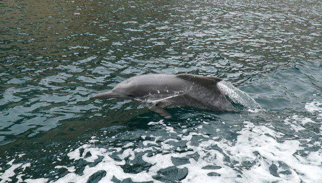 Vaar met de dolfijnen mee in de fjorden van Musandam