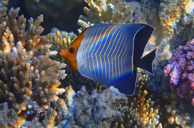 De hooded butterflyfish