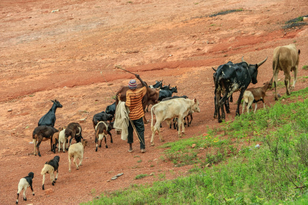 Herder onderweg