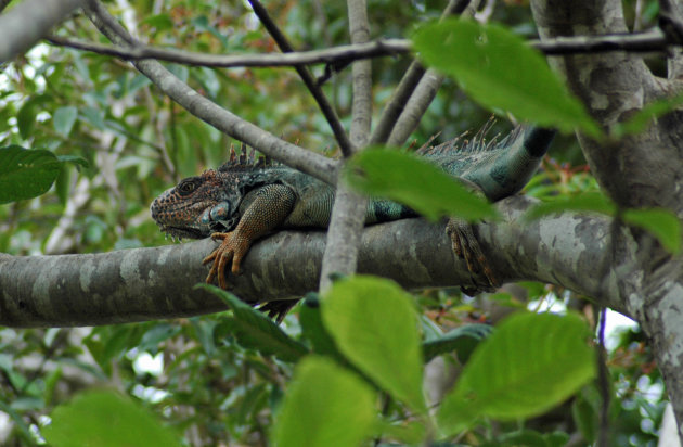 iguana