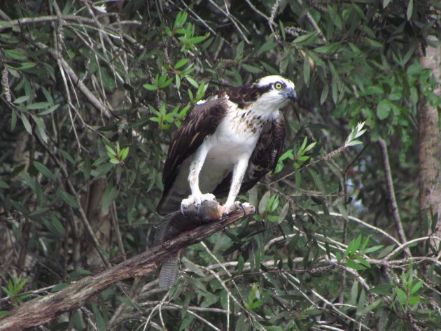 Roofvogels op Cuba