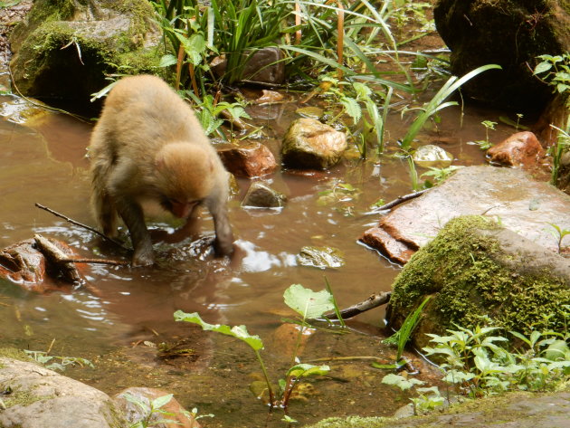 Aapjes kijken in Zhangjijie National Park