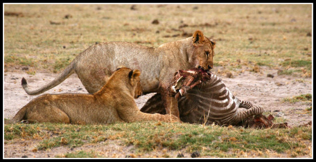 zebra steak!