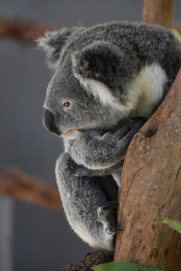 Koala bewonderen