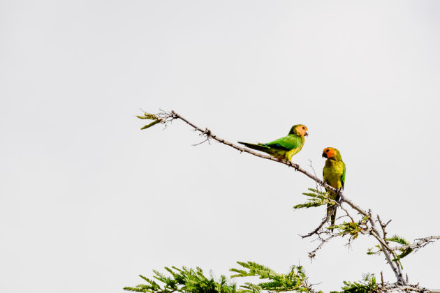 Brown throated parakeet