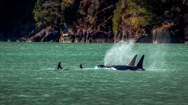 The Orca Family