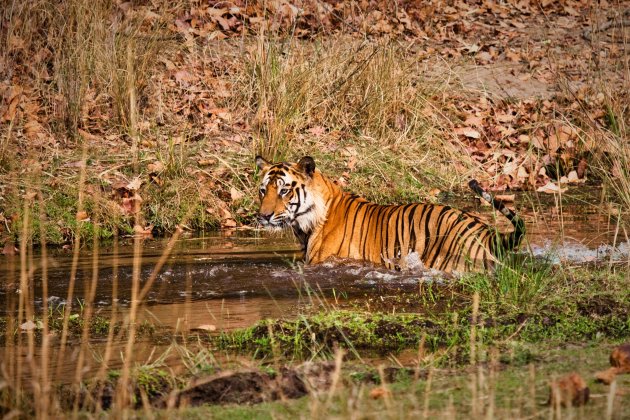 Een machtige kat spotten in India