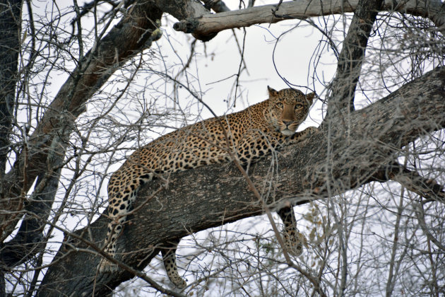 Zambia