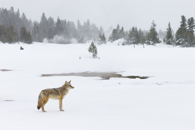 Coyote in het sneeuwlandschap