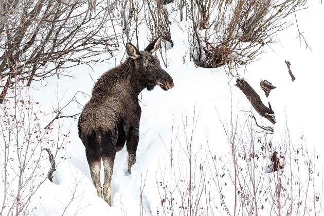 Jonge eland in de sneeuw