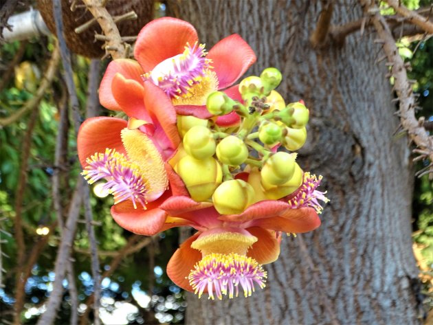 Bloemen van de Kanonkogelboom.