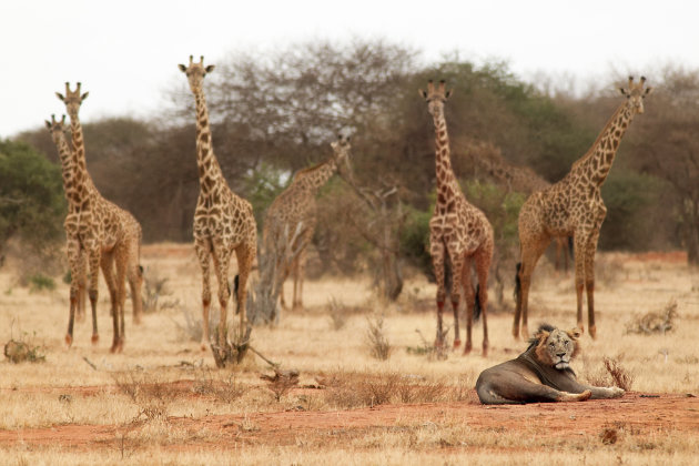 Kenia Tsavo National Park