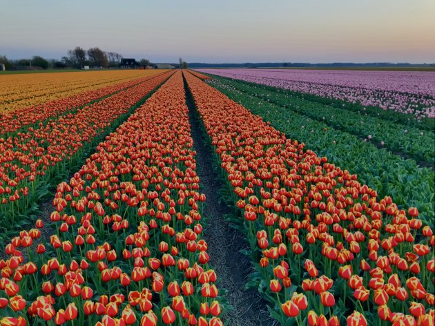 Rainbow of flowers